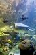 new_england_aquarium_myrtle_in_giant_ocean_tank