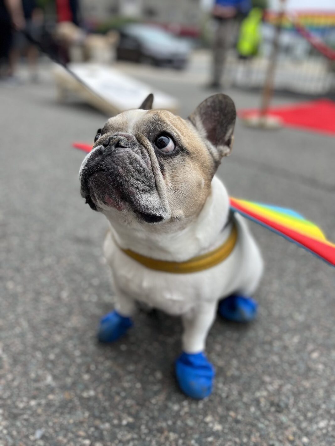 20230708_boston-spirit-bark-party-1