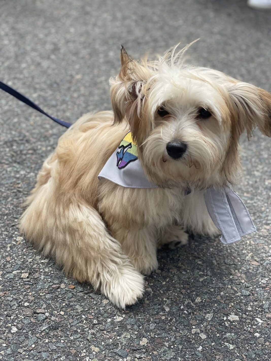 20230708_boston-spirit-bark-party-6
